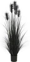 Pluimgras in pot 153 cm zwart Hortus - Hortus - thumbnail