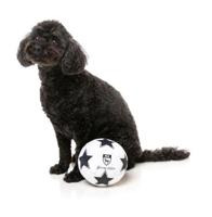 FUZZYARD VOETBAL PLUCHE - thumbnail