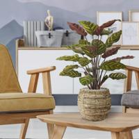 Red Calathea Makoyana kunstplant 60cm - thumbnail