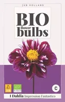 BIO Dahlia impression fantastico - thumbnail