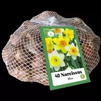 Bloembollen Narcissus 40st - thumbnail