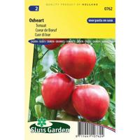 Tomaat Oxheart - thumbnail
