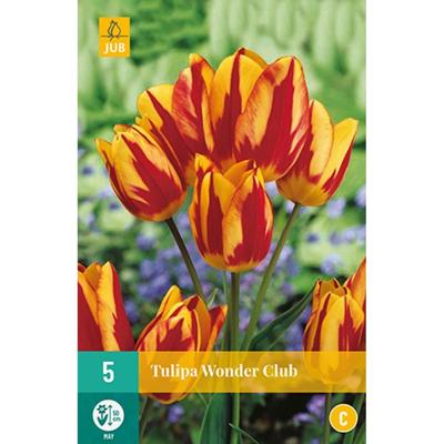 Tulp wonder club 7 bollen