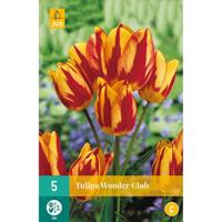 Tulp wonder club 7 bollen - thumbnail
