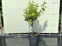 Druivenboom - Op oude stam - thumbnail