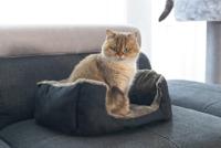 Beeztees Baboo Kattenrustbed, 37 cm, Taupe/Zwart - thumbnail