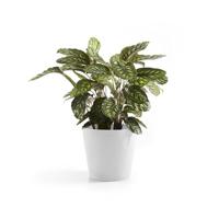 Ecopots Amsterdam Puurwit Ø25 x H22 cm - thumbnail