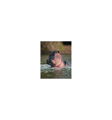 Animal Essences Hippopotamus (nijlpaard) 30 Milliliter Animal Essences Hippopotamus (nijlpaard) 30 Milliliter
