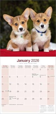 Welsh Corgi Kalender 2026 Welsh Corgi Kalender 2026
