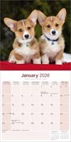Welsh Corgi Kalender 2026 - thumbnail