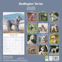 Bedlington Terrier Kalender 2026 - thumbnail