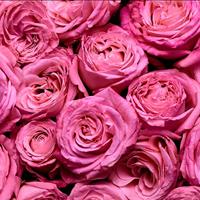 Escada Magnetism Women Eau de parfum Spray 25ml - thumbnail