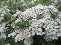 Spierstruik spirea - thumbnail