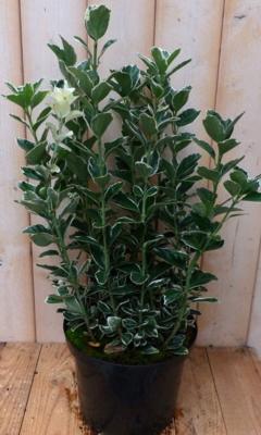 Kardinaalsmuts Euonymus witbont 80 cm Warentuin Natuurlijk - Warentuin natuurlijk Kardinaalsmuts Euonymus witbont 80 cm Warentuin Natuurlijk - Warentuin natuurlijk