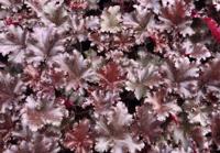 Purperklokje - thumbnail