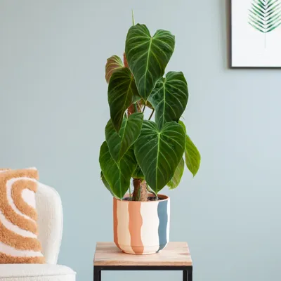 Philodendron Splendid - P15 Philodendron Splendid - P15