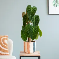 Philodendron Splendid - P15 - thumbnail
