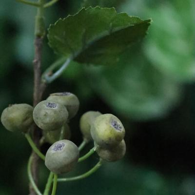 Kunst Bessentak Deluxe Groen 85cm