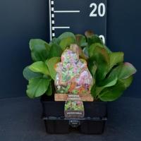 Schoenlappersplant (bergenia cordifolia) bodembedekker - 6-pack - 1 stuks - thumbnail