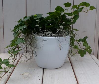 Klimop Hedrea donkergroen witte pot 25 cm Warentuin Natuurlijk - Warentuin natuurlijk