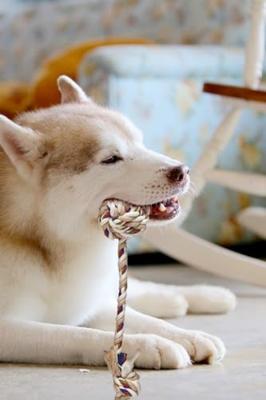 FOFOS TINY TRIPLE EARS FOFOS TINY TRIPLE EARS