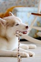 FOFOS TINY TRIPLE EARS - thumbnail