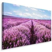 Schilderij - Bloeiend Lavendel Veld, Paars/blauw, Premium Print - thumbnail