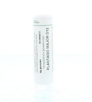 Homeoden Heel Plantago major D12 6 Gram - thumbnail