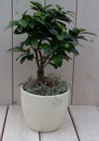 Bonsai Ficus microcarpa creme pot 30 cm Warentuin Natuurlijk - Warentuin natuurlijk - thumbnail