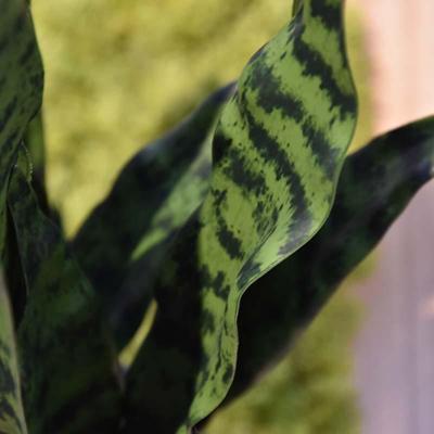 Sanseveria kunstplant N 70cm - groen