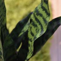 Sanseveria kunstplant N 70cm - groen - thumbnail