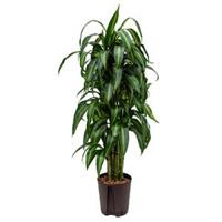 Dracaena hawaiian sunshine vertakt M hydrocultuur plant - thumbnail