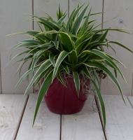 Chlorophytum in donkerrode pot 25 cm Warentuin Natuurlijk - Warentuin natuurlijk - thumbnail