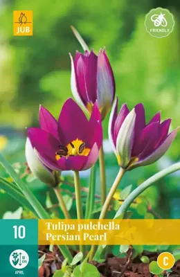 Bloembollen Tulipa pulchella Persian Pearl 10st Bloembollen Tulipa pulchella Persian Pearl 10st