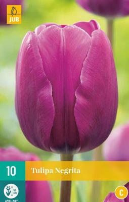 Tulp negrita 7 bollen