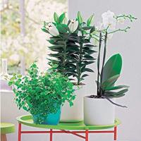 Bloempot B.for soft 14 cm wit elho - Elho - thumbnail