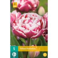Tulp Drumline 5 bollen - thumbnail