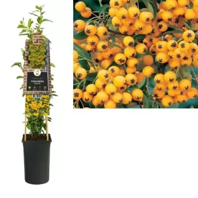 Klimplant Pyracantha Soleil d'Or - Vuurdoorn