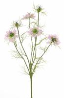 Nigella lavendel h65 cm kunstbloem zijde nepbloem Driesprong Collection - Driesprong collection - thumbnail