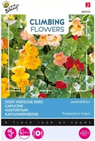 Zaden Flowering Climbers Tropaeolum Jewel of Africa Buzzy - Buzzy - thumbnail