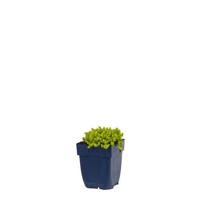 Sedum acre Yellow Queen vaste plant Griffioen - Griffioen - thumbnail