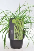 Siergras Carex oshimensis Everlime PBR - Zegge 17cm - thumbnail
