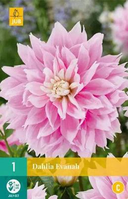 Dahlia evanah 1st JUB - Jub