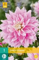 Dahlia evanah 1st JUB - Jub - thumbnail