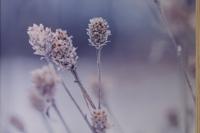 Canvas DKD Home Decor Pijnboom Canvas 40 x 2 x 60 cm - thumbnail