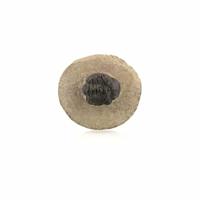 Fossiel Trilobiet Zwart (ca. 2 cm) - thumbnail