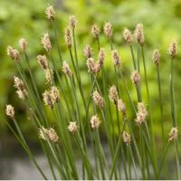 Gewone waterbies (Eleocharis palustris) moerasplant (6-stuks) - thumbnail