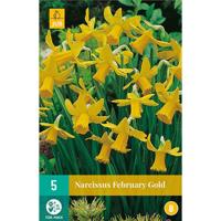 Narcissus February Gold bloembollen 5 bollen Narcis JUB - Jub - thumbnail
