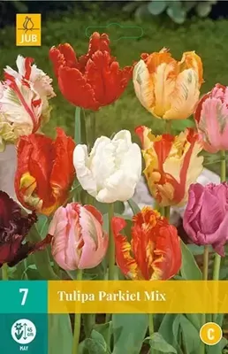 Tulipa Parkiet mix bloembollen 7 bollen Tulp JUB - Jub