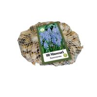 Muscari armeniacum bloembollen 100 bollen Druifhyacint JUB - Jub - thumbnail